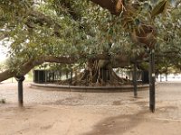 Tree in a park in Buenos Aires.