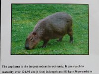 capybara