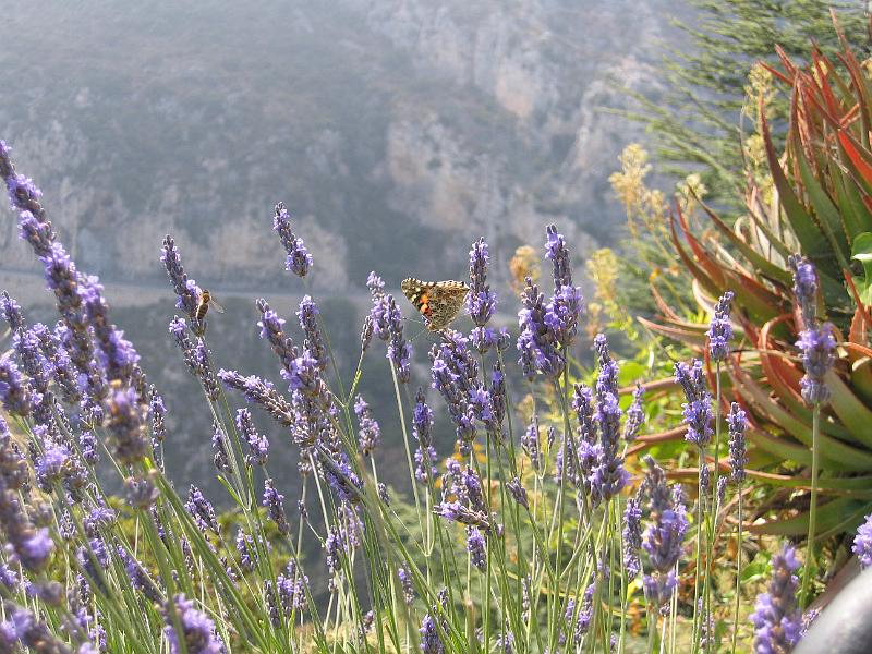 IMG_7918.JPG - Jardin Exotique - Eze