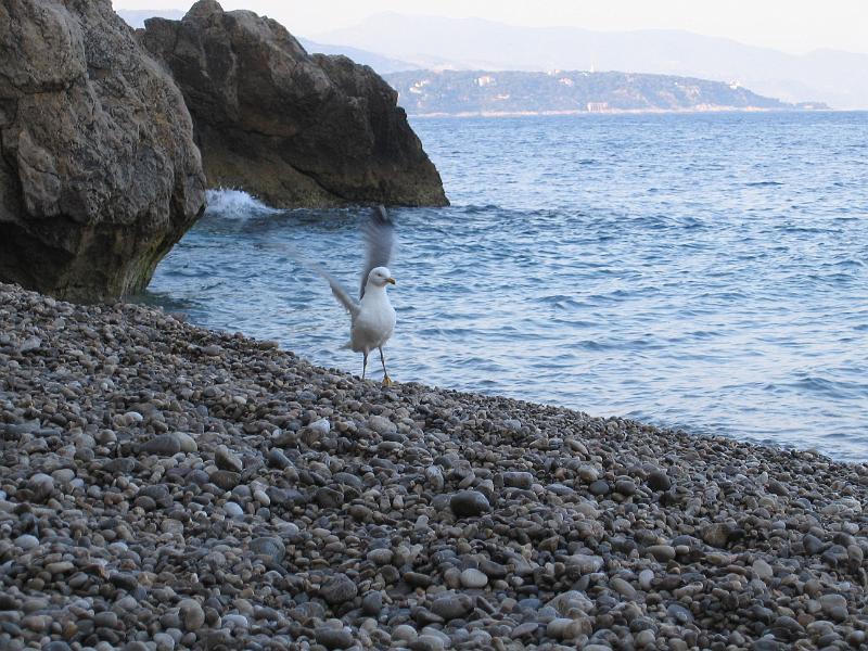 IMG_7960.JPG - My only companion at the hidden beach