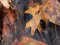 Leaf waterfall