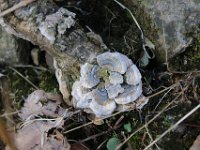 More fungus