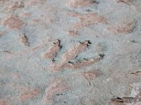 Wildlife tracks